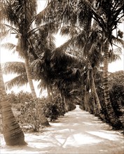 Cocoanut Ave, Palm Beach, Fla, Roads, Palms, United States, Florida, Palm Beach, 1880