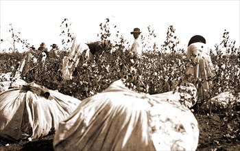Picking cotton, Jackson, William Henry, 1843-1942, Cotton plantations, Harvesting, 1880
