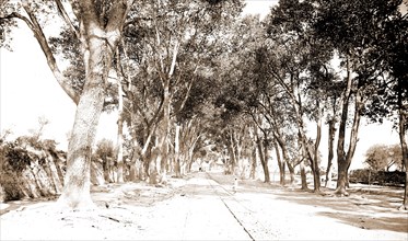 The Alameda, Aguas Calientes, Jackson, William Henry, 1843-1942, Streets, Mexico, Aguascalientes