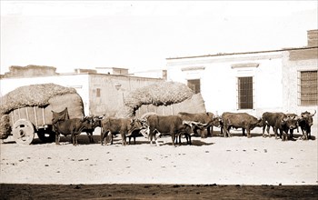 Guadalajara, carretas and oxen, Jackson, William Henry, 1843-1942, Ox teams, Plazas, Mexico,