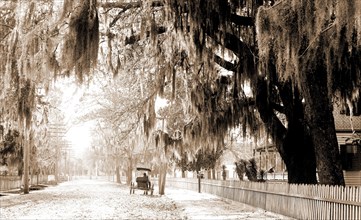 Sumter Avenue, Summerville, S.C, Spanish moss, Residential streets, United States, South Carolina,