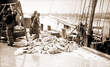 Unloading Gorton's codfish, Gloucester, Mass, Piers & wharves, Codfish, Fishing industry, United