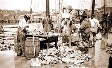 Weighing up the catch, Gloucester, Mass, Piers & wharves, Fishing industry, United States,