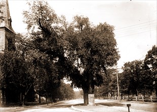 The Washington elm, Cambridge, Mass, Washington, George, 1732-1799, Historic trees, United States,