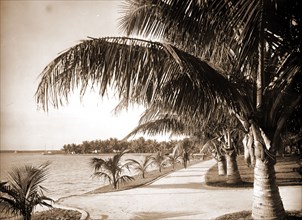 Palm Beach, Jackson, William Henry, 1843-1942, Jackson, William Henry, 1843-1942, Walkways, Palms,