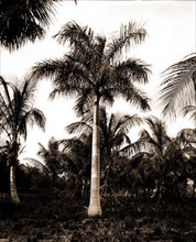 Royal palms at Cocoanut i.e. Coconut Grove, Miami, Fla, Palms, United States, Florida, Miami, 1900