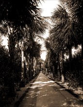 Palm Beach, Florida, Ocean Avenue, Palms, Streets, United States, Florida, Palm Beach, 1880