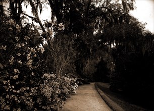 The Slope walk, Magnolia-on-the-Ashley, Magnolia Gardens, Charleston, S.C, Gardens, Trails & paths,