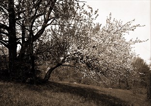 Apple blossoms, Apple trees, Flowers, 1900
