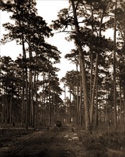 In the pine woods, Florida, Roads, Pines, Forests, United States, Florida, 1904