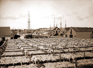 Drying fish, Gloucester, Mass, Fishing industry, United States, Massachusetts, Gloucester, 1906