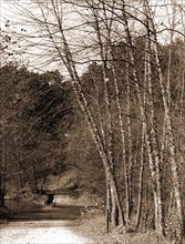 Black birches, Zoo park National Zoological Park, Washington, D.C, Roads, Birches, Parks, Zoos,