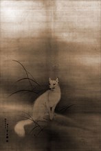White fox, Ippo, 1798-1871, Foxes, 1900