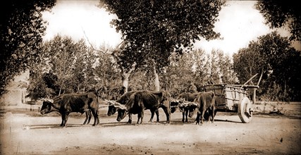 Mexican carreta, Chihuahua, Carriages & coaches, Covered wagons, Mexico, Chihuahua, 1880