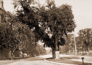 The Washington Elm, Cambridge, Washington, George, 1732-1799, Historic trees, United States,
