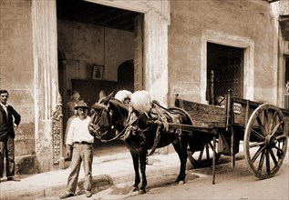 Un Mulo de la Habana, Jackson, William Henry, 1843-1942, Carts & wagons, Mules, Cuba, Havana, 1900