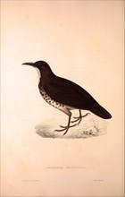 Zoothera Monticola,  Long-billed Thrush. Birds from the Himalaya Mountains, engraving 1831 by