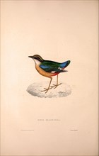 Pitta Brachyura,  Indian Pitta. Birds from the Himalaya Mountains, engraving 1831 by Elizabeth