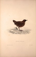 Cinclus Pallasii, Brown Dipper. Birds from the Himalaya Mountains, engraving 1831 by Elizabeth