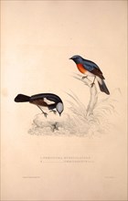 Phoenicura Rubeculoides, Phoenicura Coeruleocephala. Birds from the Himalaya Mountains, engraving