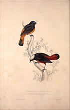 Phoenicura Frontalis, Phoenicura Leucocephala. Birds from the Himalaya Mountains, engraving 1831 by