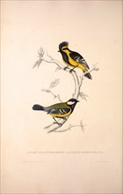 Parus Xanthogenys, Parus Monticolus. Birds from the Himalaya Mountains, engraving 1831 by Elizabeth