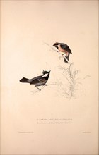Parus Erythrocephalus, Parus Melanolophus. Birds from the Himalaya Mountains, engraving 1831 by