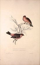 Fringilla Rodopepla, Spot-winged Rosefinch, Fringilla Rodochroa, Pink-browed Rosefinch. Birds from