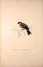 Pyrrhula Erythrocephala, Red-headed Bullfinch. Birds from the Himalaya Mountains, engraving 1831 by