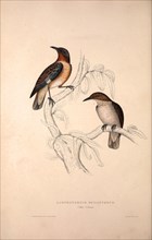 Lamprotornis Spilopterus, winged Starling. Birds from the Himalaya Mountains, engraving 1831 by