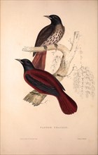 Pastor Traillii. Birds from the Himalaya Mountains, engraving 1831 by Elizabeth Gould and John