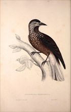 Nucifraga Hemispila, Himalayan Nutcracker. Birds from the Himalaya Mountains, engraving 1831 by