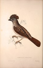 Garrulus Striatus, Striated Laughingthrush. Birds from the Himalaya Mountains, engraving 1831 by