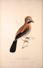 Garrulus Bispecularis, Himalayan Jay. Birds from the Himalaya Mountains, engraving 1831 by