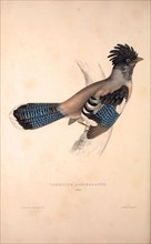 Garrulus Lanceolatus,  Black-headed Jay or Lanceolated Jay. Birds from the Himalaya Mountains,