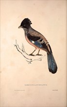 Garrulus Lanceolatus,  Black-headed Jay or Lanceolated Jay. Birds from the Himalaya Mountains,
