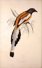 Pica Vagabunda. Birds from the Himalaya Mountains, engraving 1831 by Elizabeth Gould and John Gould