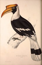 Buceros Cavatus,Concave Hornbill. Birds from the Himalaya Mountains, engraving 1831 by Elizabeth