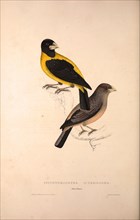 Coccothraustes Icterioides, black and yellow hawfinch. Birds from the Himalaya Mountains, engraving