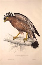Haematornis Undulatus, Hawk. Birds from the Himalaya Mountains, engraving 1831 by Elizabeth Gould