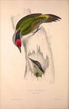 Picus Occipitalis. Birds from the Himalaya Mountains, engraving 1831 by Elizabeth Gould and John