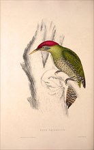 Picus Squamatus, Scaly-bellied Woodpecker. Birds from the Himalaya Mountains, engraving 1831 by