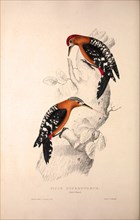 Picus Hyperythrus, Rufous-bellied Woodpecker. Birds from the Himalaya Mountains, engraving 1831 by