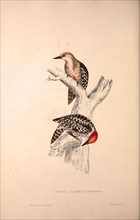 Picus Mahrattensis, Yellow-fronted Tied Woodpecker. Birds from the Himalaya Mountains, engraving