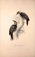 Picus Brunifrons. Birds from the Himalaya Mountains, engraving 1831 by Elizabeth Gould and John