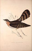 Cuculus Sparverioides, Large Hawk-Cuckoo,Hierococcyx sparverioides, is a species of cuckoo in the