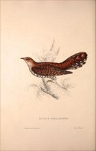 Cuculus Himalayanus, Himalayan Cuckoo. Birds from the Himalaya Mountains, engraving 1831 by