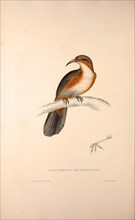Pomatorhinus Erythrogenys, Rusty-cheeked Scimitar Babbler. a species of bird in the Timaliidae