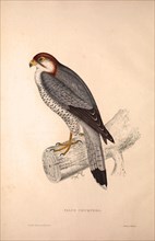 Falco Chicquera, Red-necked Falcon or Red-headed Merlin. Birds from the Himalaya Mountains,