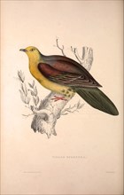 Vinago Sphenura, Wedge-tailed Green-Pigeon. Birds from the Himalaya Mountains, engraving 1831 by